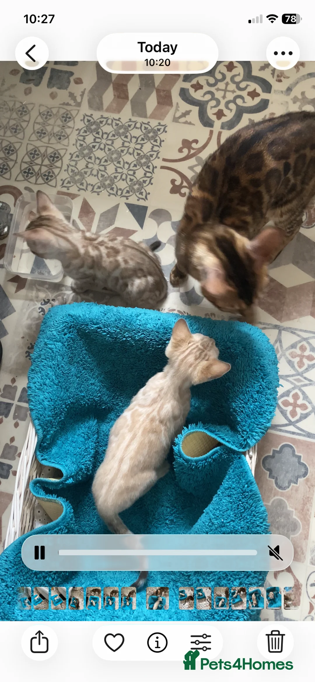 Bengal cats for sale: Tica registered snow Bengal kittens for sale in Stockport - Advert 8