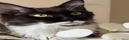 Maine Coon cats for sale: Gorgeous Maine Coon kittens from the Grand Cham - Advert 1
