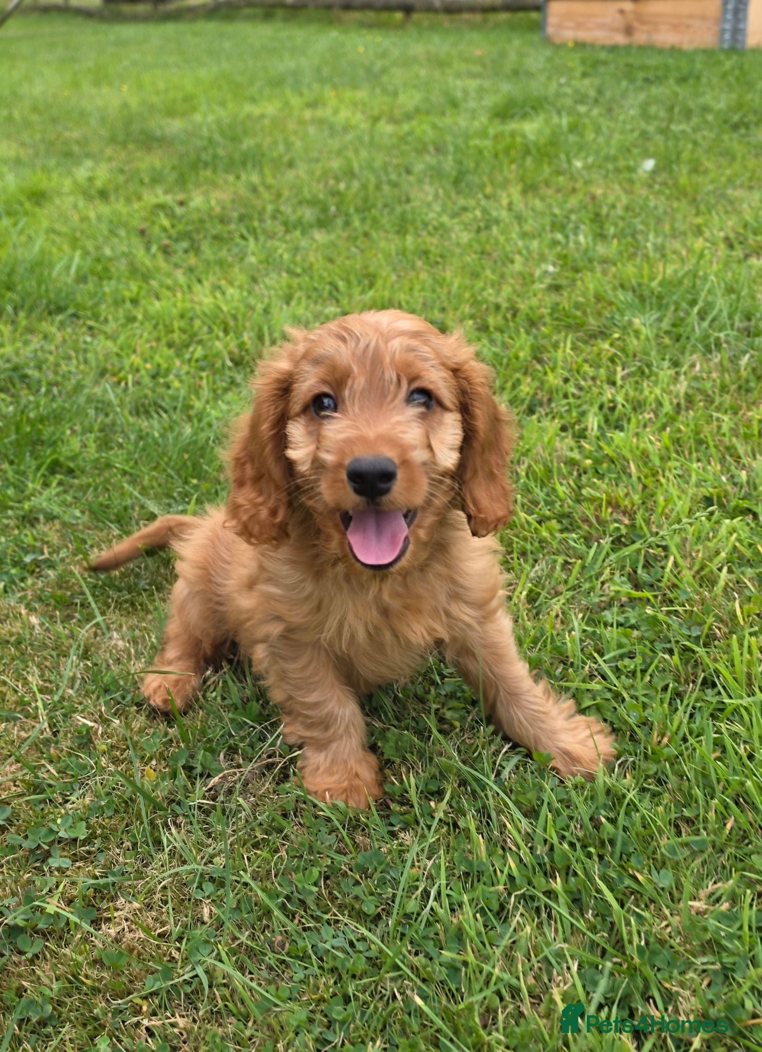 Cockapoo dogs F1 Fox red Miniature Cockapoo puppies - Advert 12