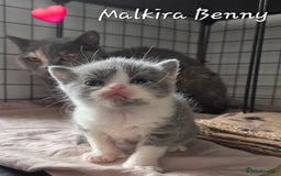British Shorthair cats for sale: Stunning Champion Bloodline TICA reg kittens - Image 10