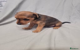 Patterdale Terrier dogs for sale: Patterdale pups - Image 2