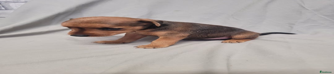 Patterdale Terrier Puppy 4