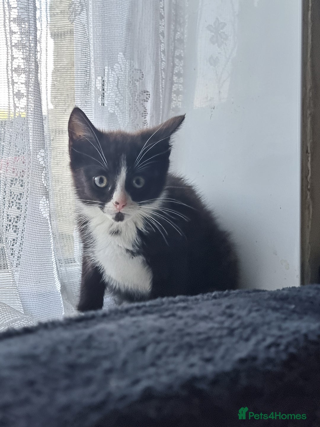 British Longhair cats for sale: Black and white kitten - Image 3