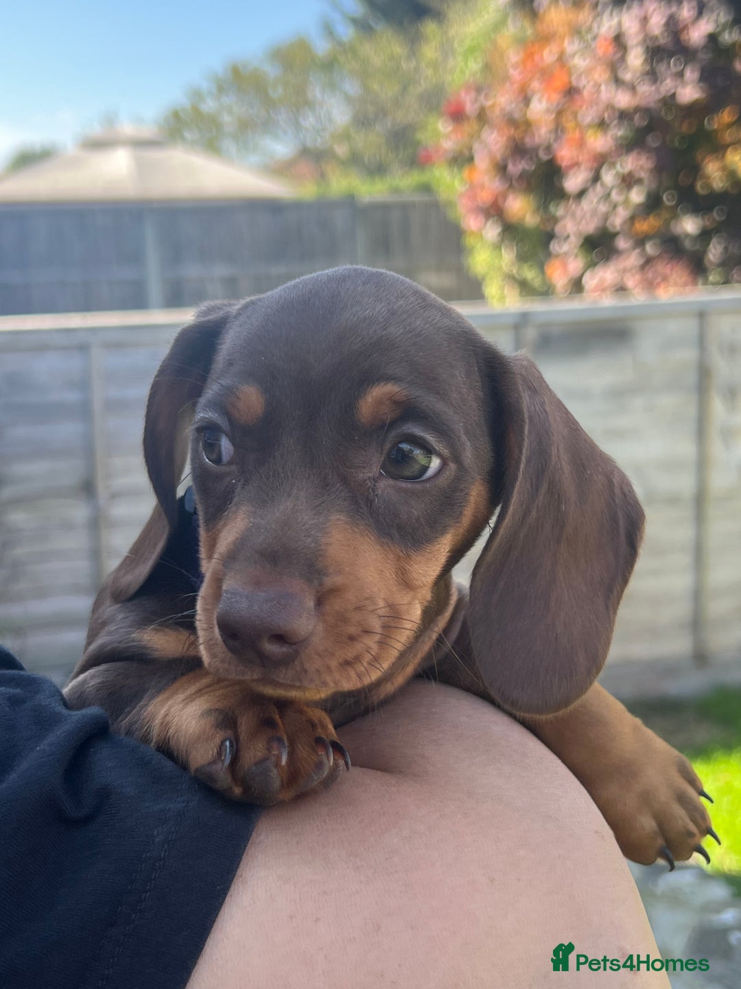 Miniature Dachshund dogs for sale: Miniature Dachshund Girls - Image 3