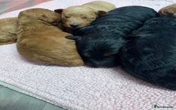 Jackapoo dogs for sale: Beautiful litter of 6 F1B Jackapoos - Image 6