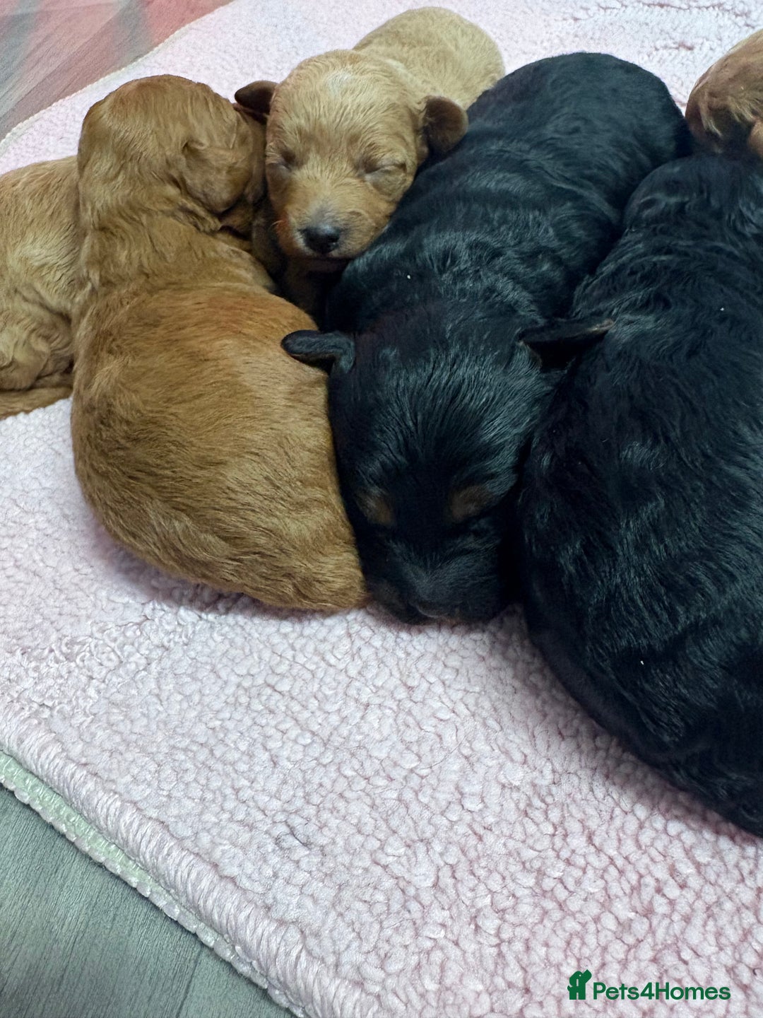 Jackapoo dogs for sale: Beautiful litter of 6 F1B Jackapoos - Image 6