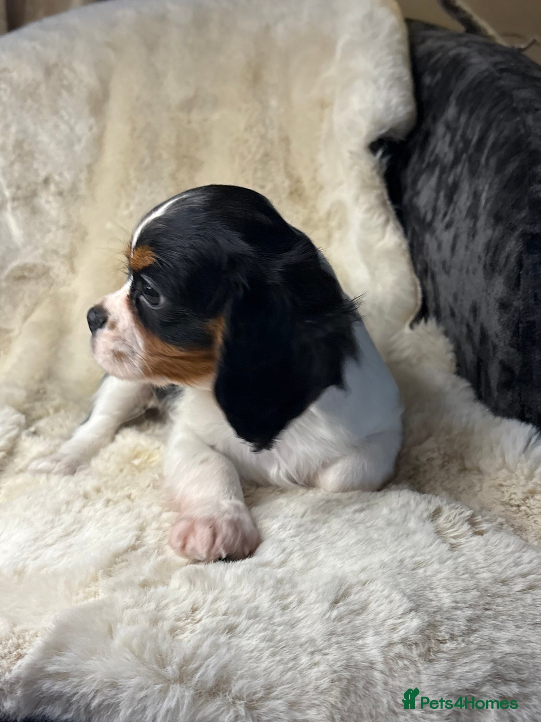 Cavalier King Charles Spaniel dogs for sale: Health tested cavalier puppies  - Advert 11