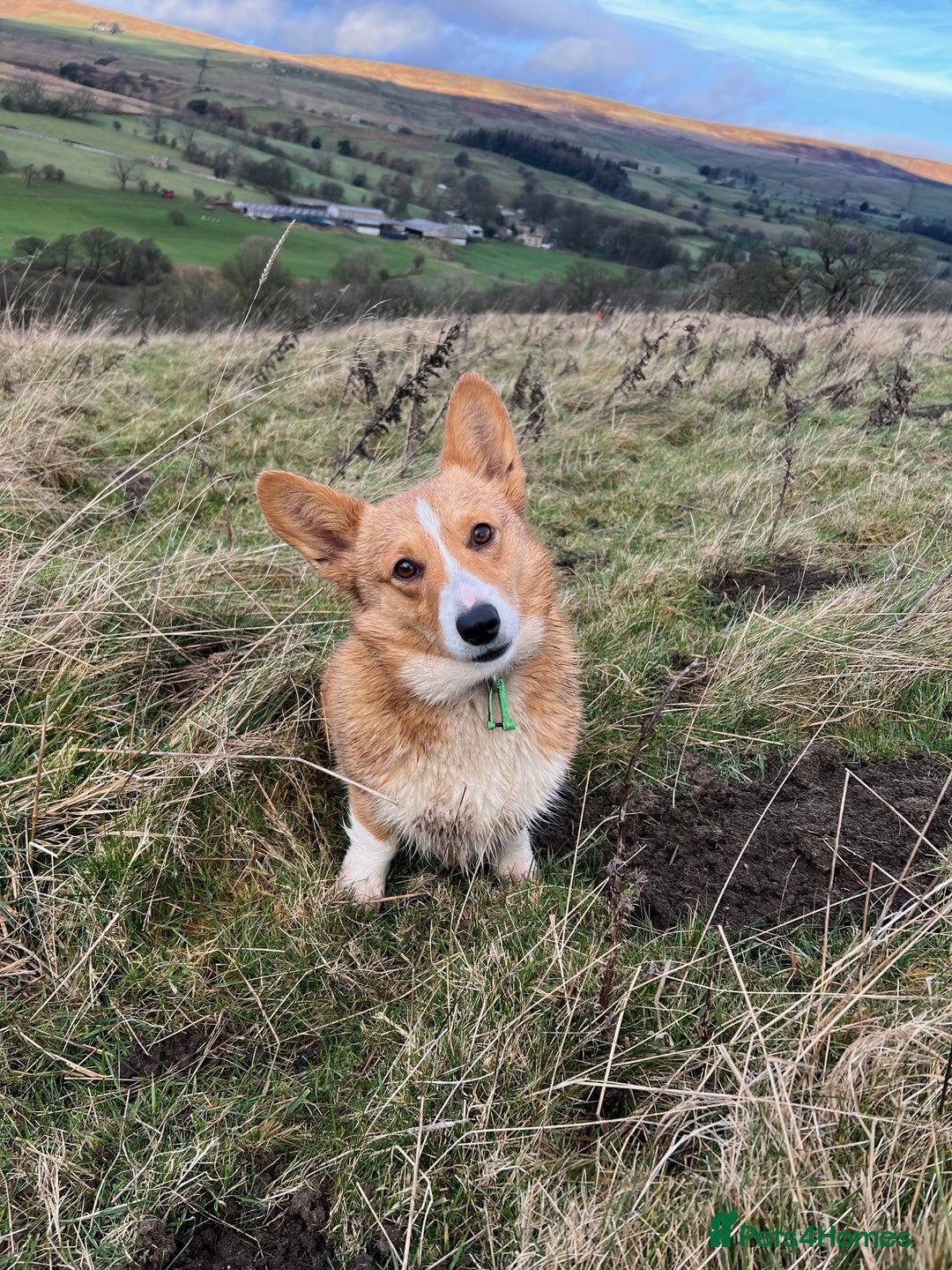 Welsh Corgi Pembroke dogs for sale: Little Lady Pembrokeshire Corgi - Advert 2