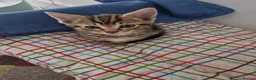 Mixed Breed cats for sale: Kittens looking for their forever home in London - Advert 4