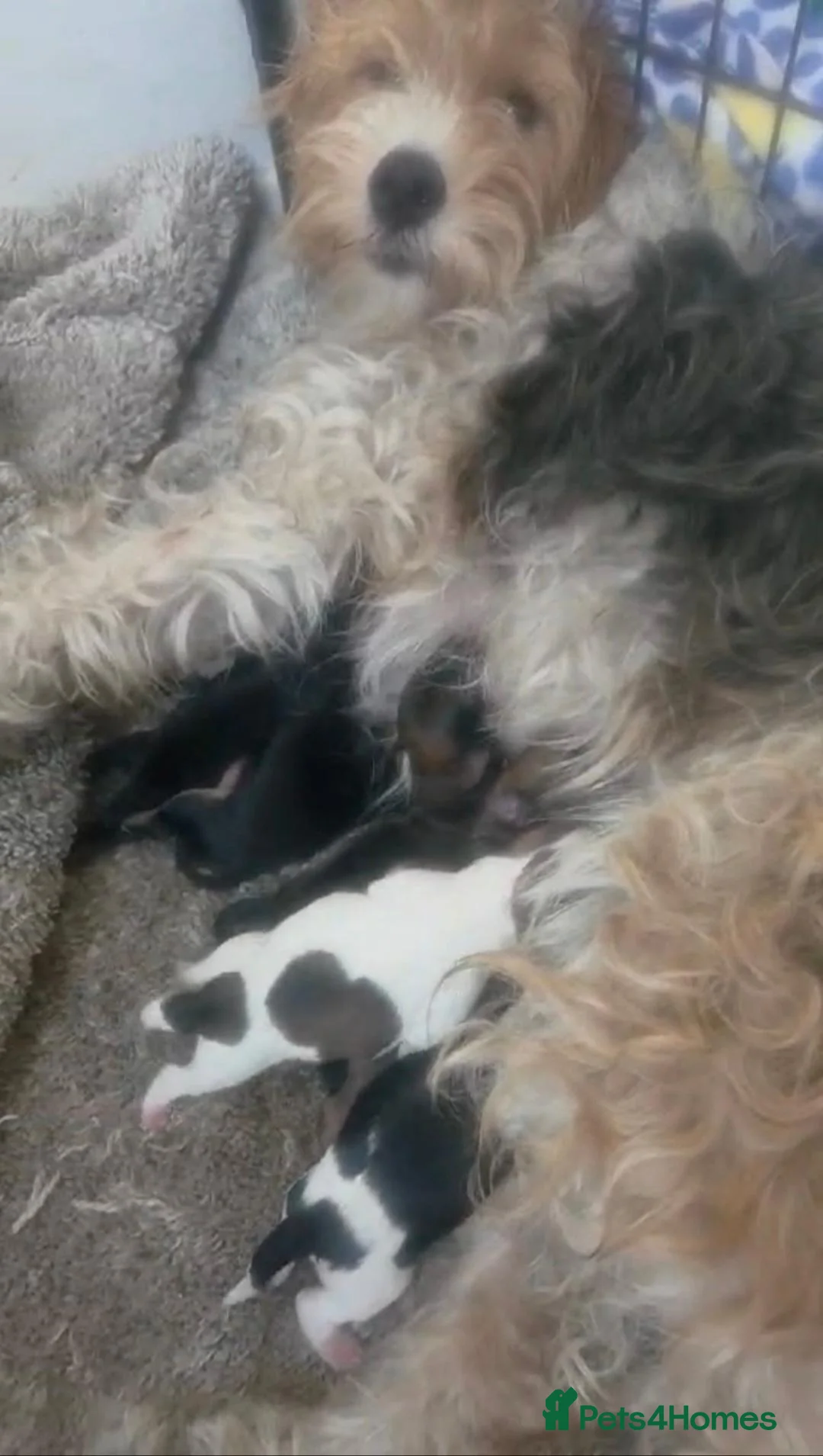 Mixed Breed dogs for sale: Fox terrier cross puppies - Advert 23