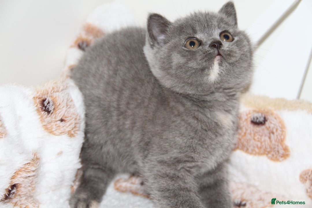 British Shorthair cats for sale: British Shorthairs. kittens - Image 12