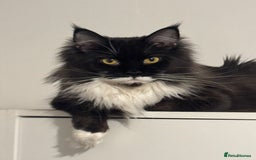 Maine Coon cats for sale: Stunning Maine Coon boy registered with GCCF - Image 7