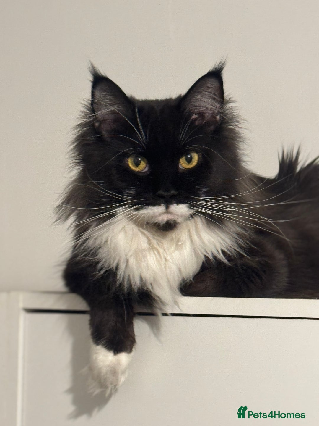 Maine Coon cats for sale: Stunning Maine Coon boy registered with GCCF - Image 7