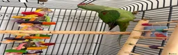 Parrots birds for sale: Alexandrine Parrot  in Birmingham - Advert 4