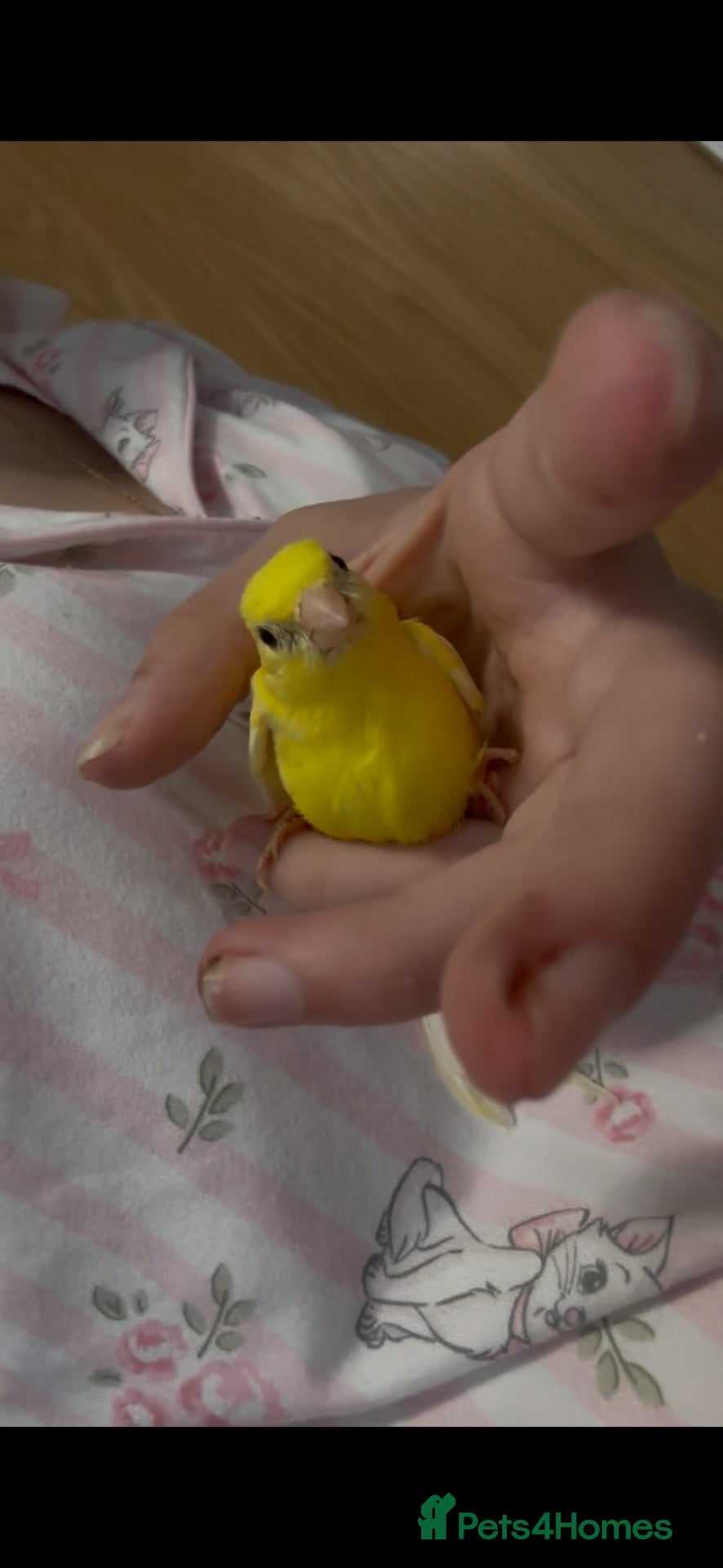 Canaries birds Little yellow canarie for sale  - Advert 2
