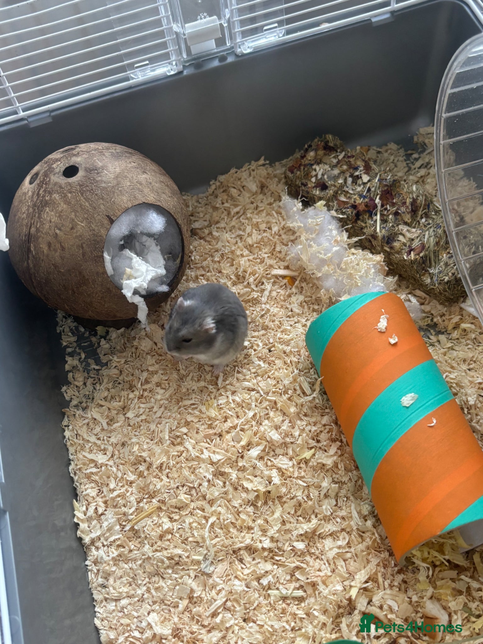 Hamster rodents dwarf hamster  - Advert 1