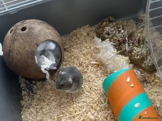 Hamster rodents dwarf hamster - Advert 1