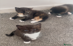 Mixed Breed cats for sale: Delightful mix-breed Siamese-black tabby-kittens - Image 4