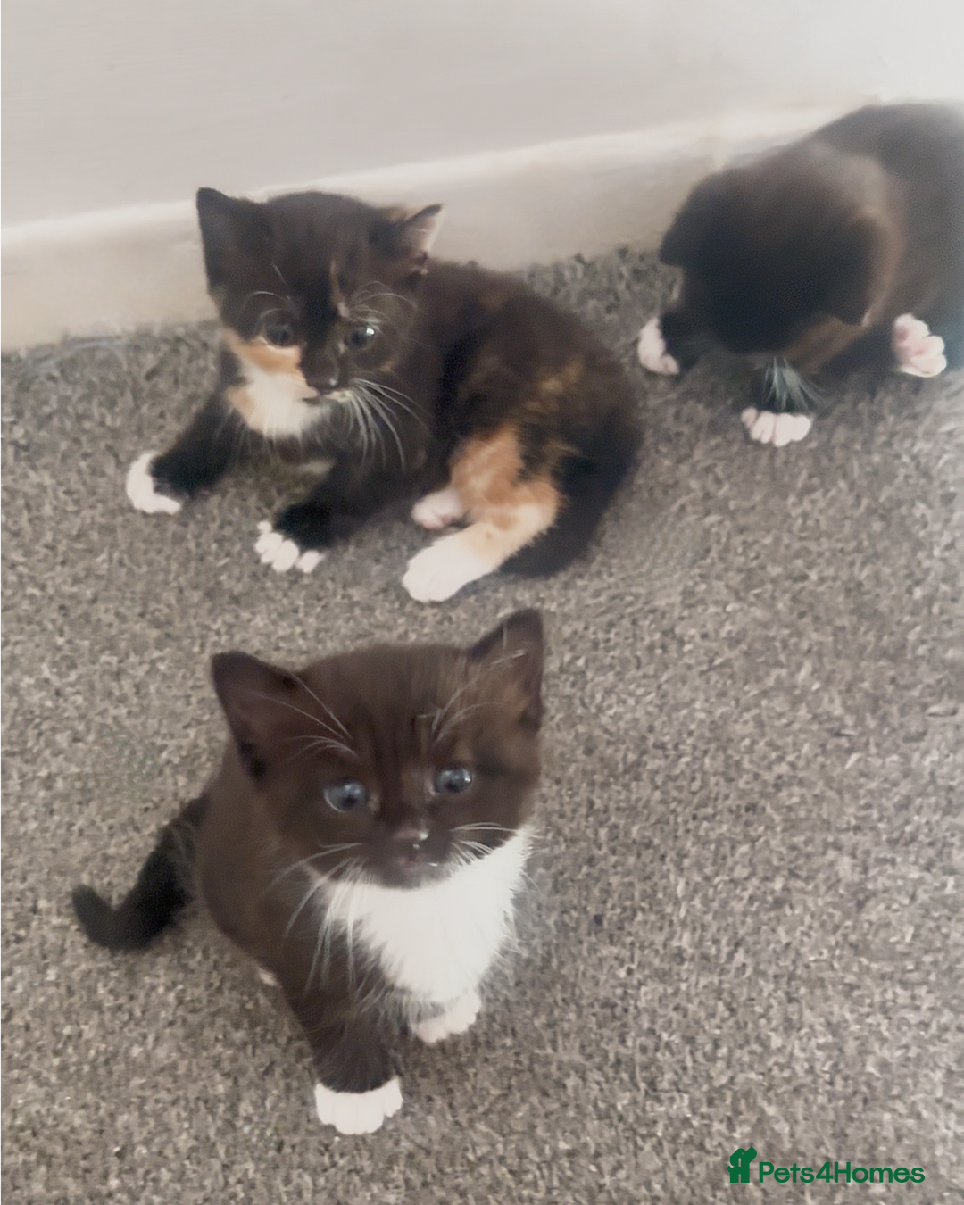 Mixed Breed cats for sale: Delightful mix-breed Siamese-black tabby-kittens - Image 4