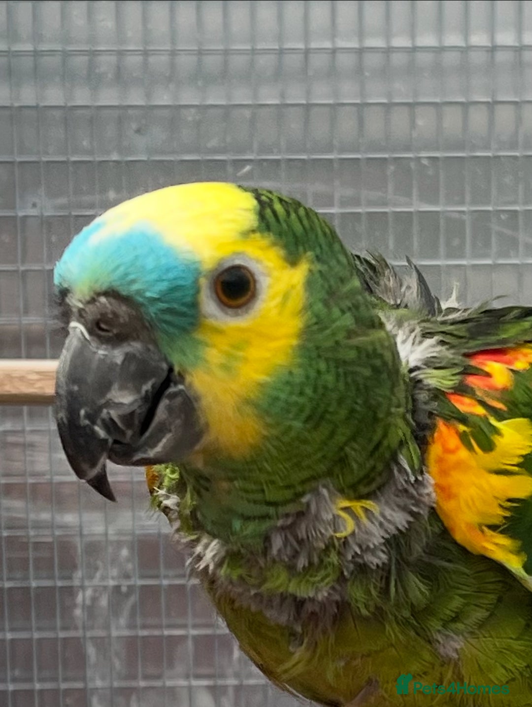 Parrots birds for sale: Blue Fronted Amazon  - Image 4