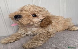 Toy Poodle dogs for sale: Exquisite Toy Poodle Pup - Fully Health Tested  in Gravesend - Image 8