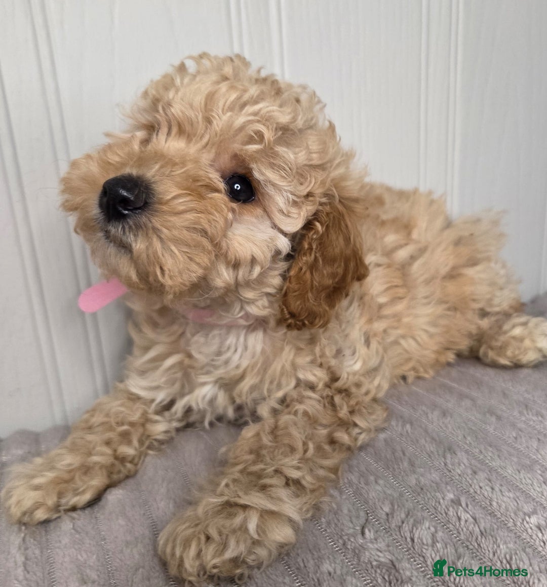 Toy Poodle dogs for sale: Exquisite Toy Poodle Pup - Fully Health Tested  in Gravesend - Image 8