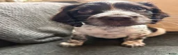 Cocker Spaniel dogs for sale: Blue Roan and Liver Roan Cocker Spaniels for Sale  - Advert 23