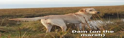 Labrador Retriever dogs for sale: Working Labrador puppies, Gun dog Mather  - Advert 8