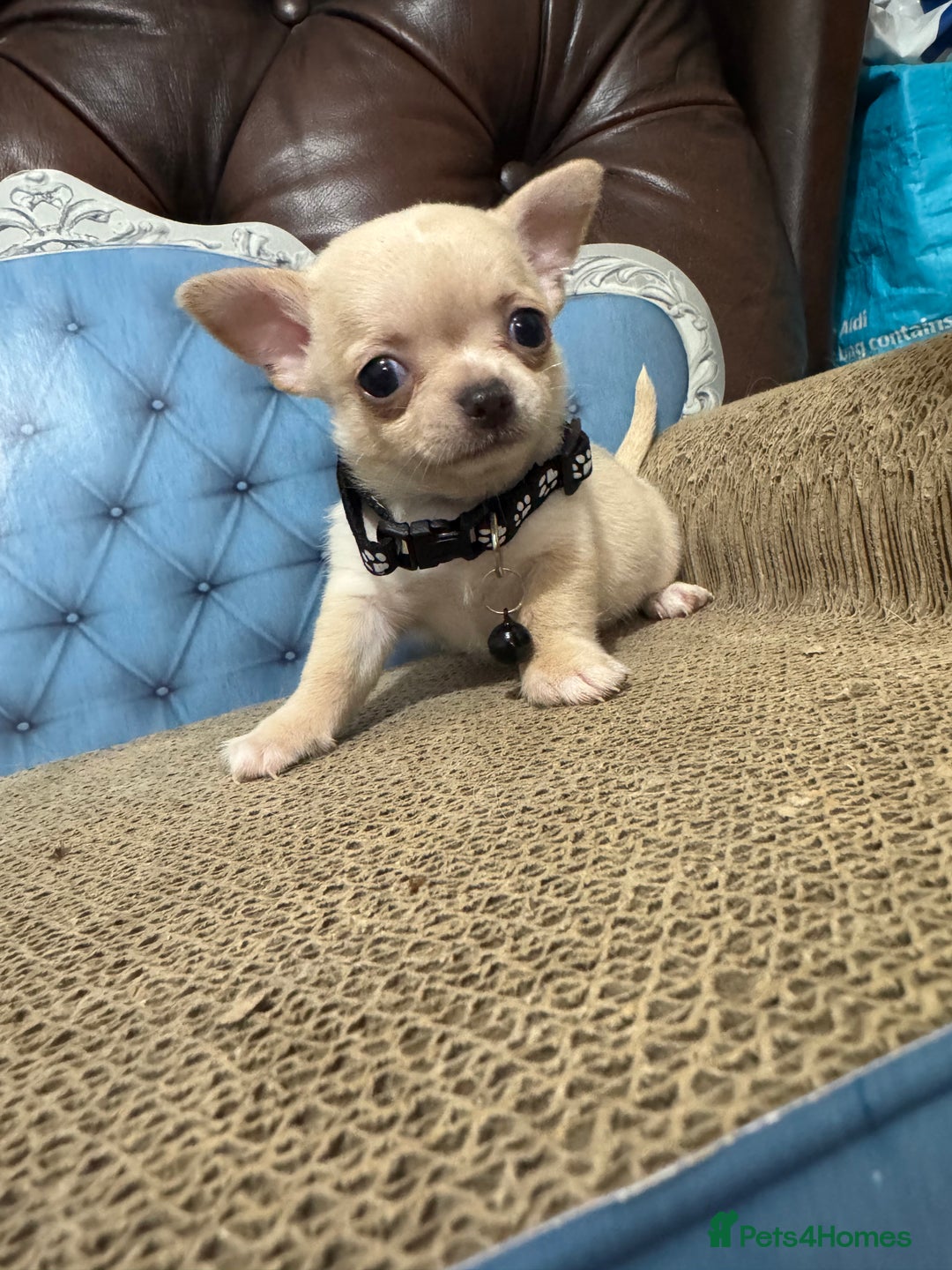 Chihuahua dogs for sale: Lilac tricolour chihuahua puppies - Image 17