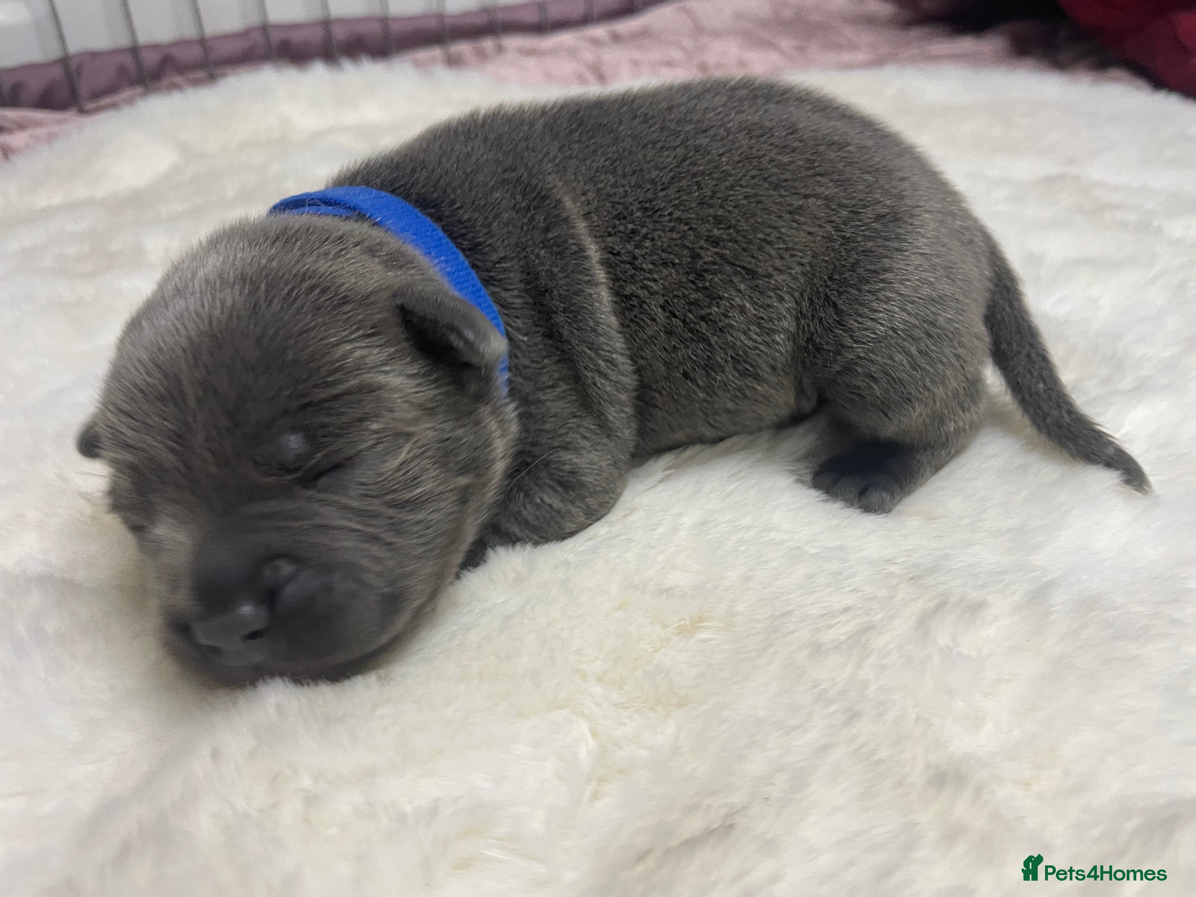 Staffordshire Bull Terrier dogs 1 stunning KC Staffordshire bull terrier puppy’s  - Advert 4