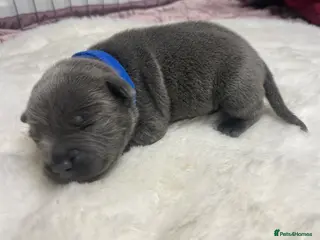 Staffordshire Bull Terrier dogs 1 stunning KC Staffordshire bull terrier puppy’s - Advert 4