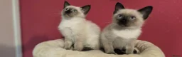 Thai cats for sale: Thai kittens - Advert 7
