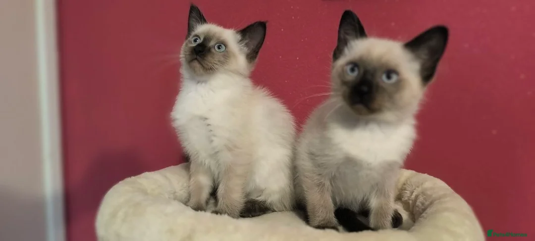 Thai cats for sale: Thai kittens - Advert 7