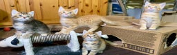 Mixed Breed cats for sale: Gorgeous Ginger And Tortoiseshell Female Kittens - Advert 18
