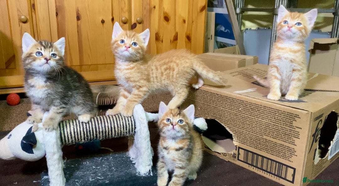 Mixed Breed cats for sale: Gorgeous Ginger And Tortoiseshell Female Kittens - Advert 18