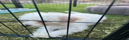 Cockapoo dogs for sale: Cockapoo f1b in Stoke-on-Trent - Advert 5