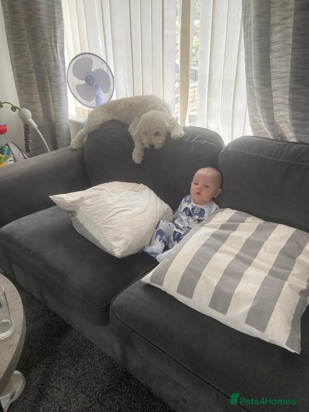 Mixed Breed dogs for sale: Rehoming Cavapoochon - Image 12