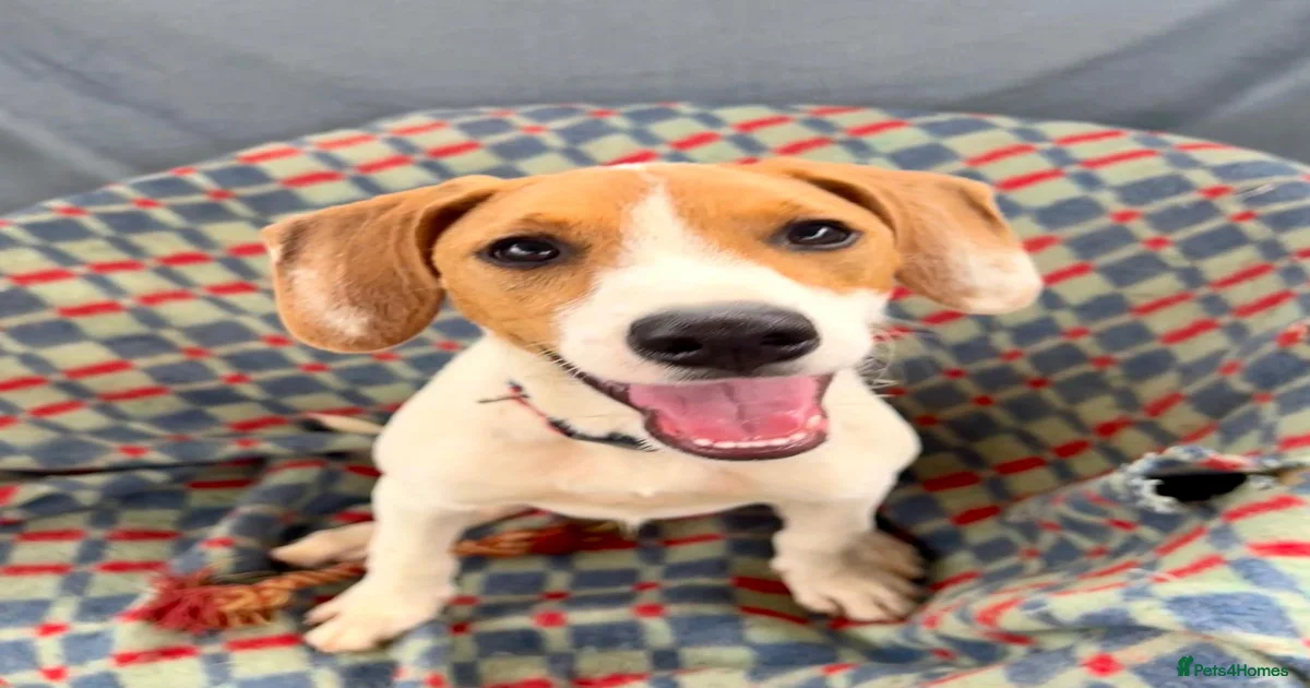 Dogsnhomes Dogs for adoption | Pets4Homes