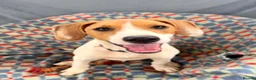 Mixed Breed dogs for adoption: Cute Hector - Advert 1