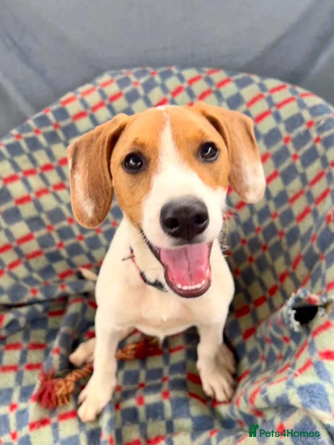 Mixed Breed dogs for adoption: Cute Hector - Advert 1