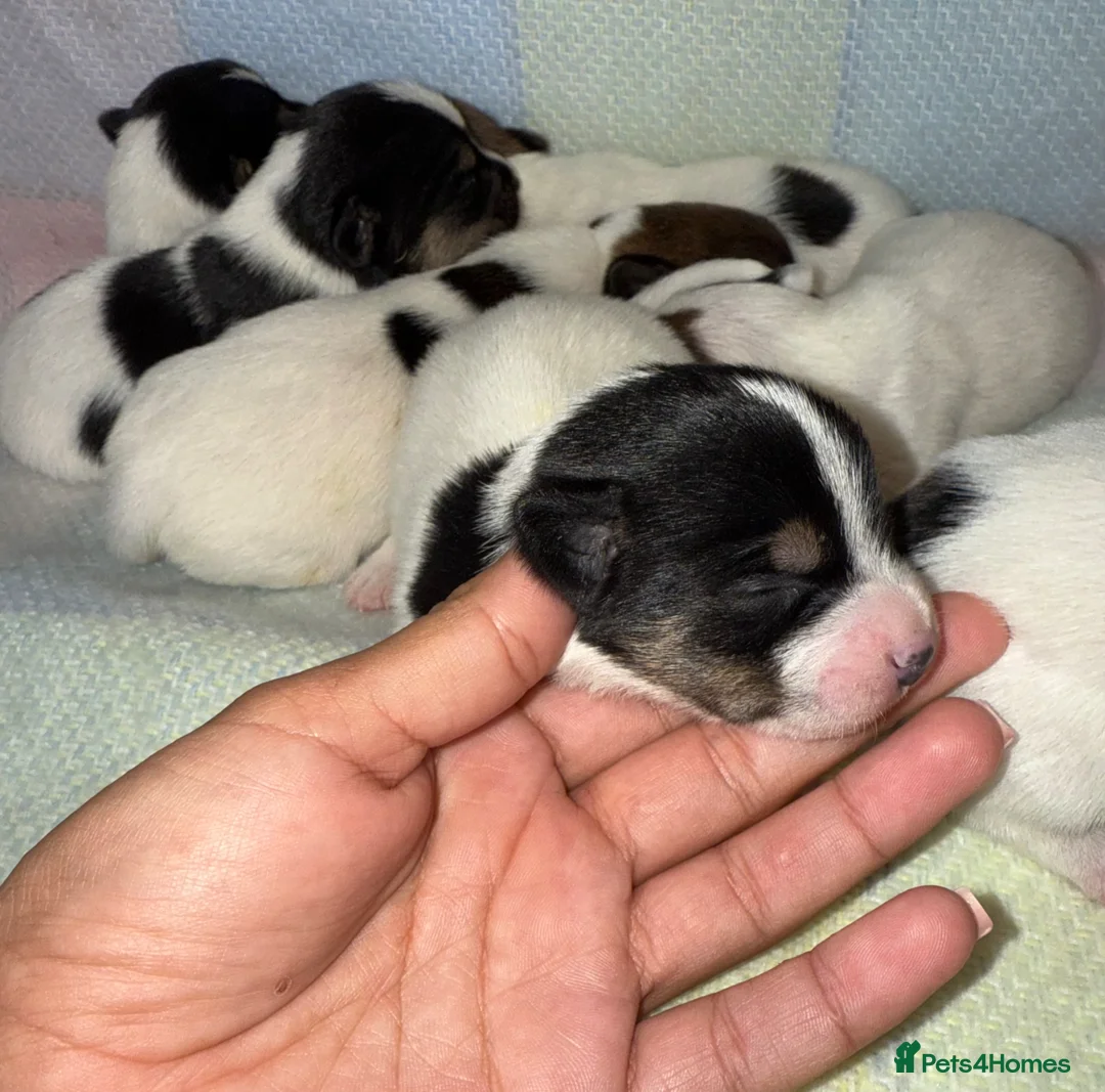 Jack Russell dogs for sale:  **  Jack Russel puppies. in Thame - Advert 2