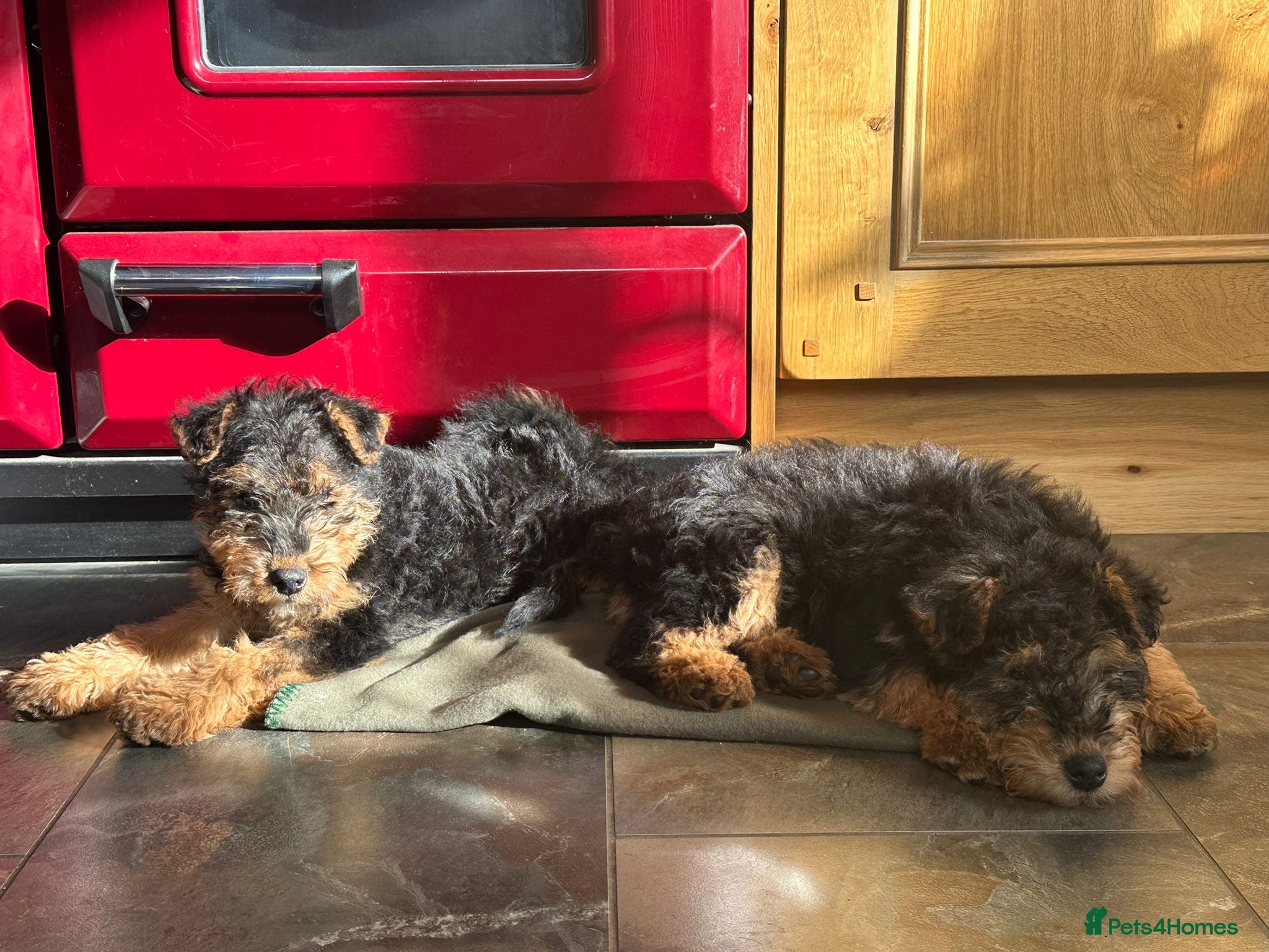 Welsh Terrier dogs Welsh Terrier Boys available  in Llandysul - Advert 4