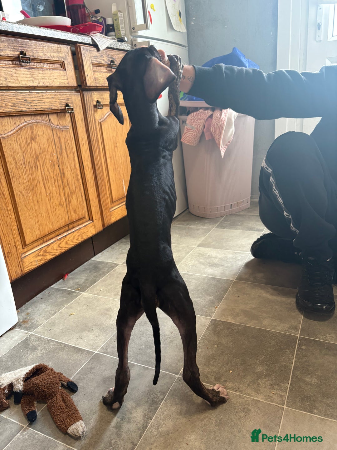 Mixed Breed dogs for sale: Saluki x lurcher puppy - Advert 8