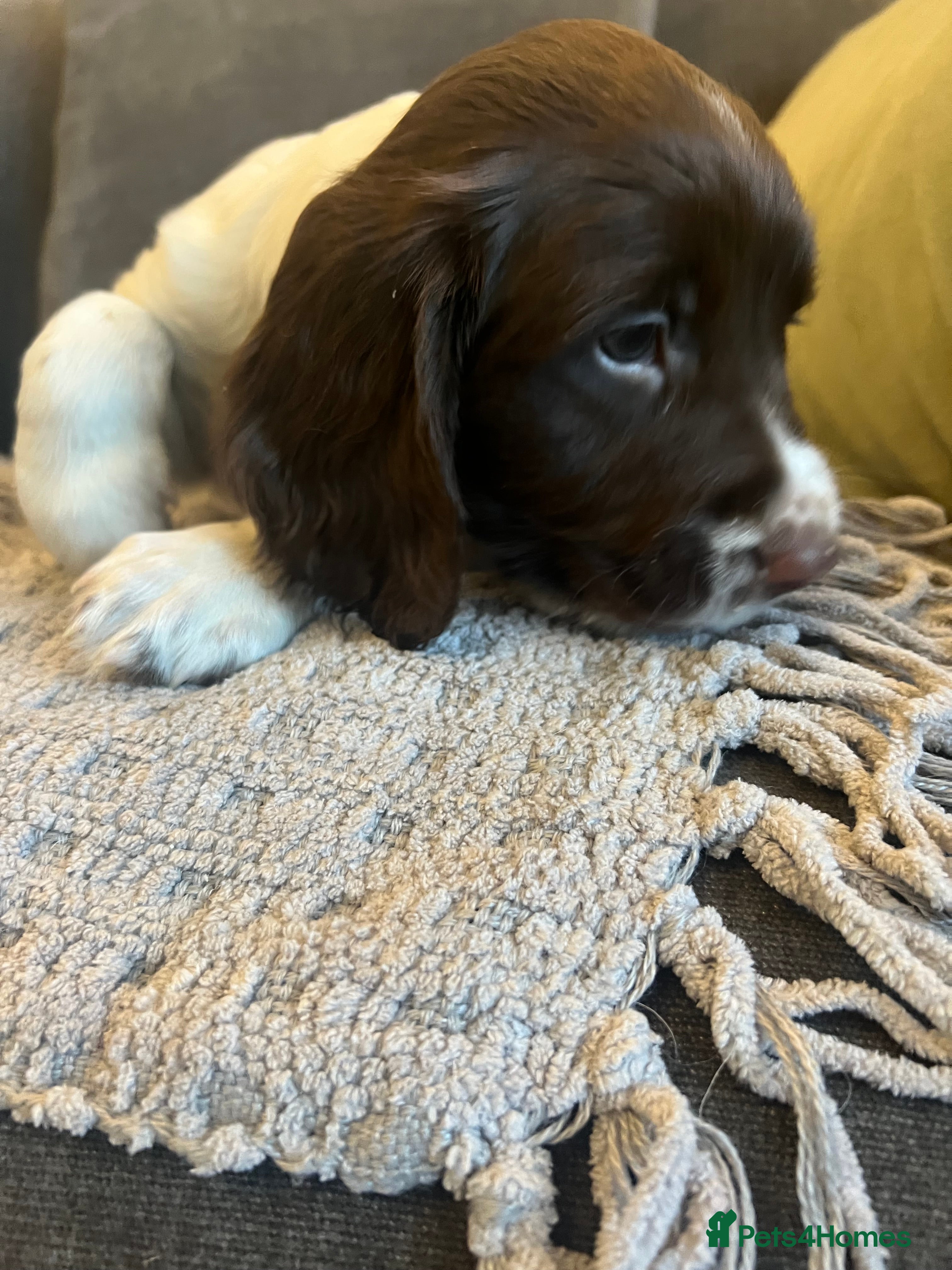 English Springer Spaniel dogs English springer Spanial  - Advert 3