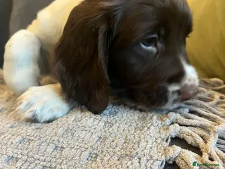 English Springer Spaniel dogs English springer Spanial - Advert 4