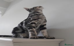 Savannah cats for sale: Full Pedigree & TICA Reg Marble Savannah Kitten - Image 4