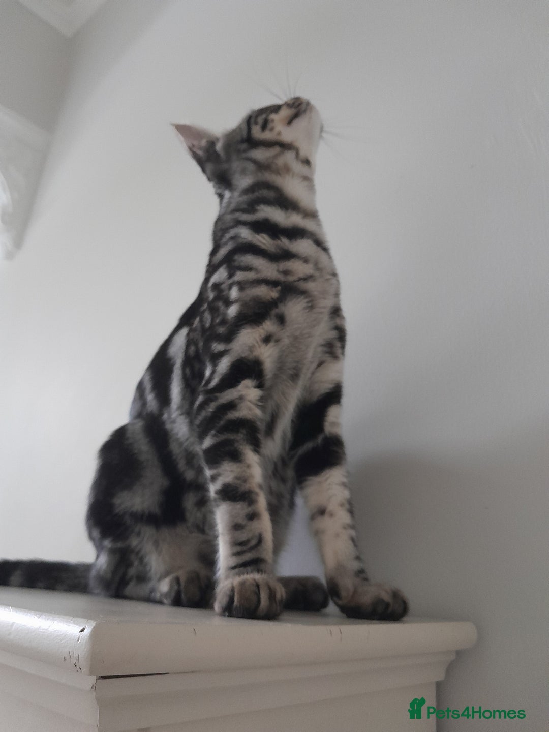 Savannah cats for sale: Full Pedigree & TICA Reg Marble Savannah Kitten - Image 4