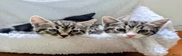 Mixed Breed cats for sale: Very playful,  healthy and happy kittens - Advert 4