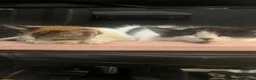 Mixed Breed cats for sale: Kittys kittens  - Advert 15