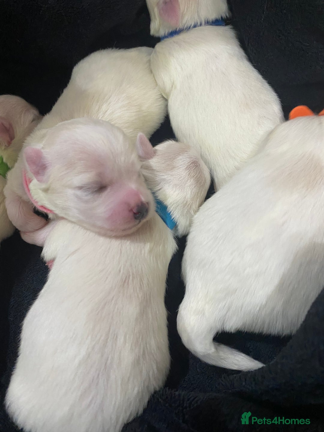 Maltese dogs for sale: Gorgeous pure white Maltese puppies! - Image 7